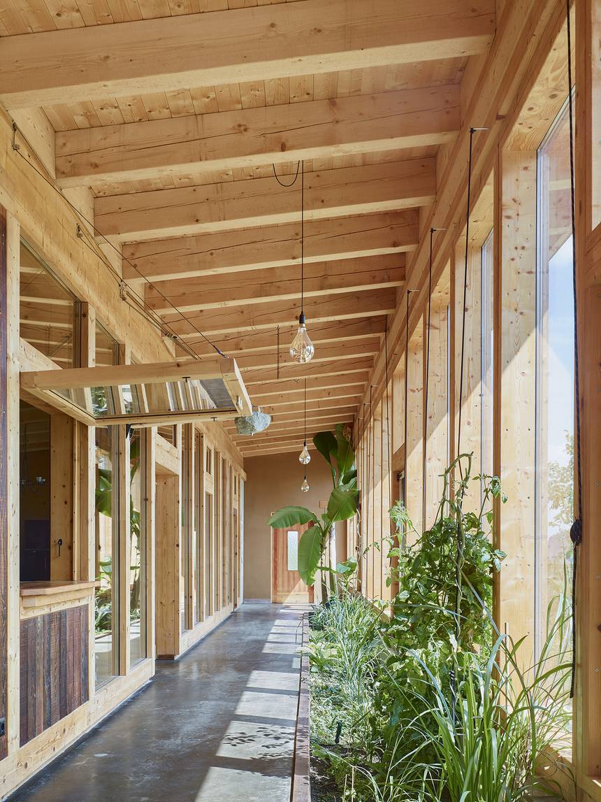 The glazed corridor with a timber ceiling and planting